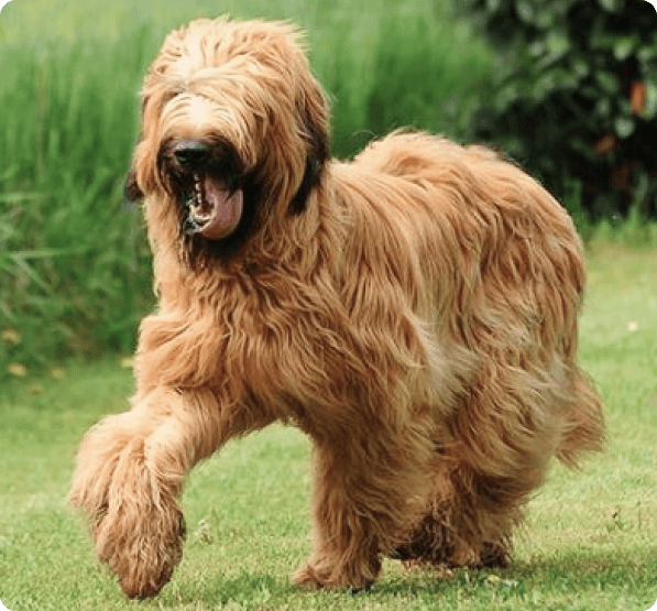 Dogs in Delaware