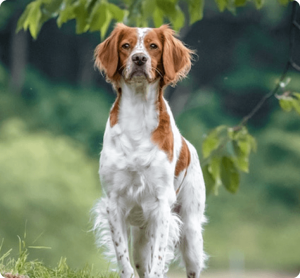Dogs in Oregon