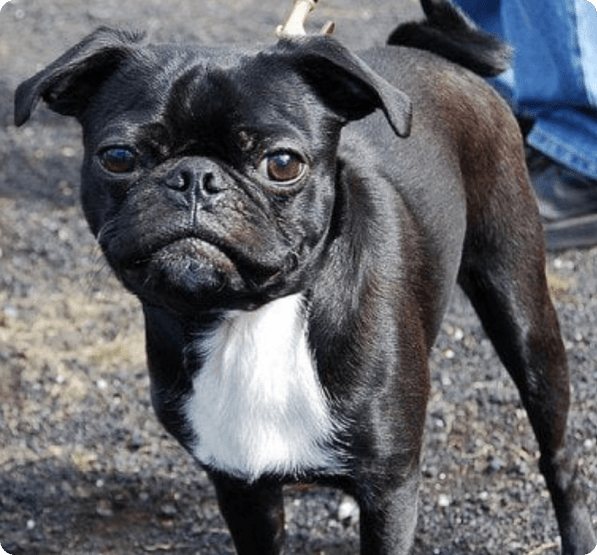 Dogs in Oregon