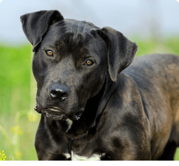 Dogs in Delaware