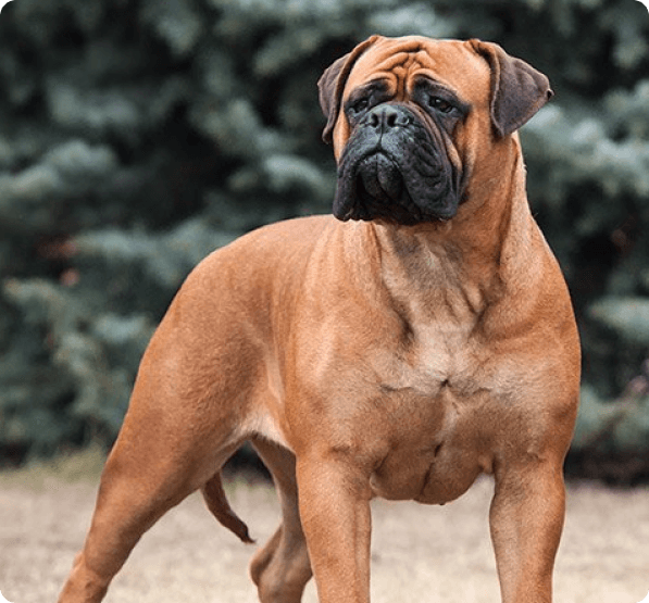 Dogs in California