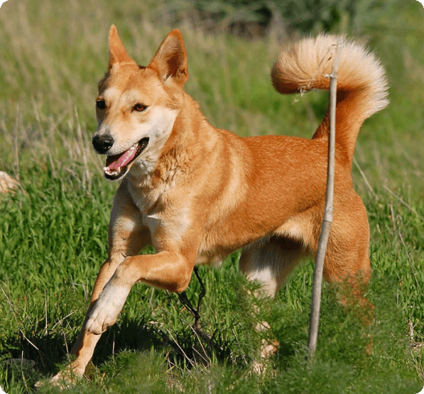 Dogs in Connecticut