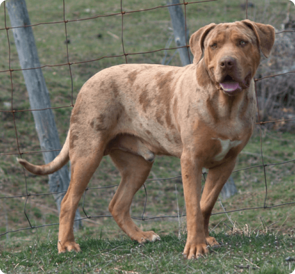 Dogs in Oregon