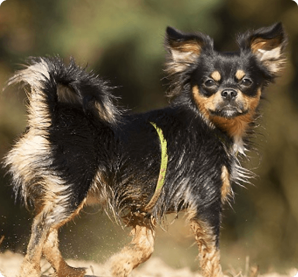 Dogs in Arizona