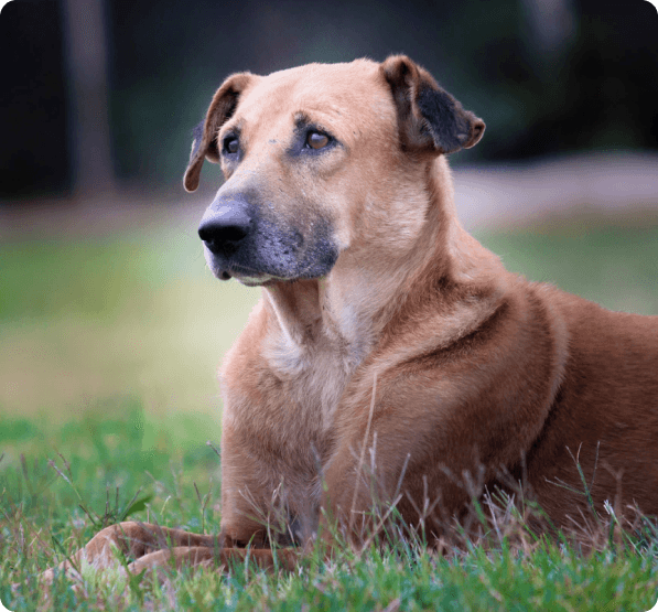 Dogs in Prince Edward Island