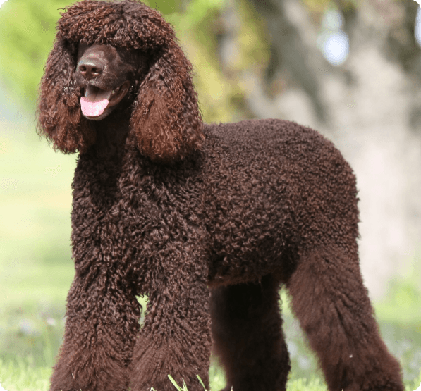 Dogs in Connecticut