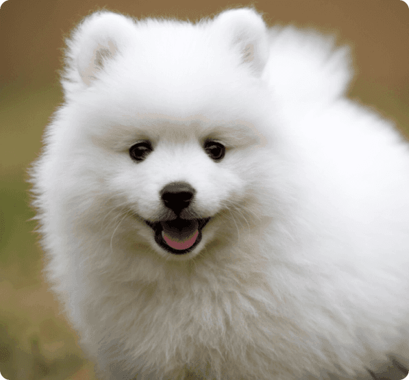 Dogs in Oregon