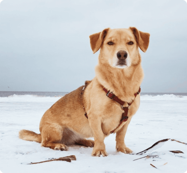 Dogs in Oregon