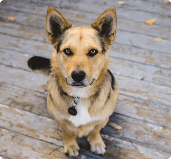 Dogs in Pennsylvania