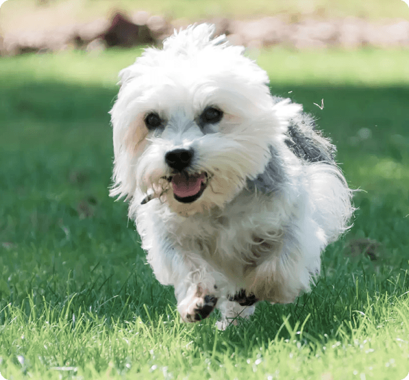 Dogs in Connecticut