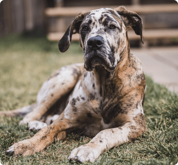 Dogs in Oregon
