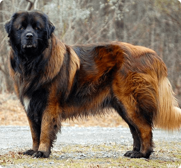 Dogs in Connecticut
