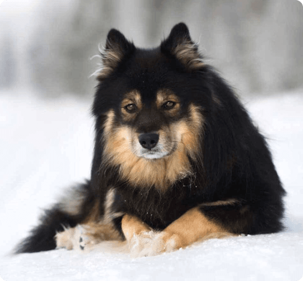 Dogs in Delaware