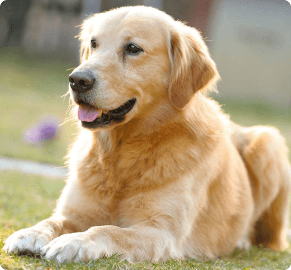Dogs in Oregon