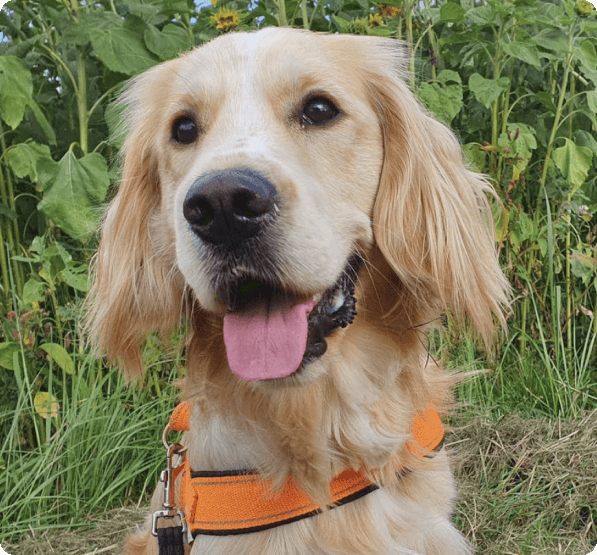 Dogs in Oregon