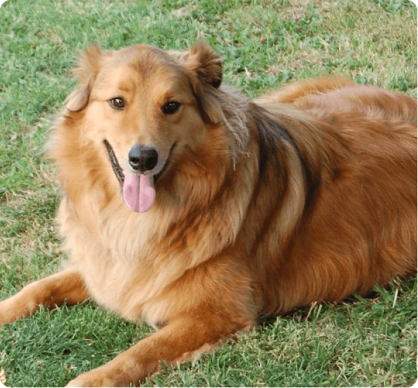 Dogs in Alaska