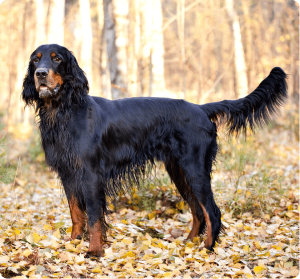 Dogs in Prince Edward Island