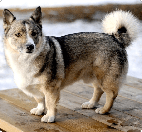 Dogs in Oregon