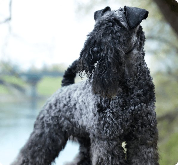 Dogs in Oregon