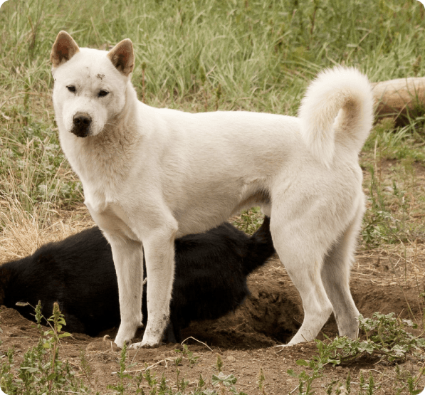 Dogs in Oregon