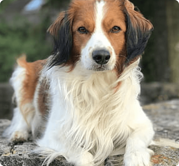 Dogs in Connecticut