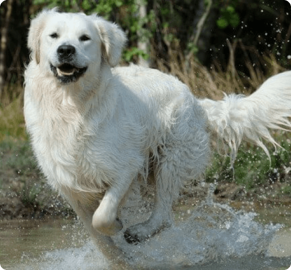 Dogs in Colorado