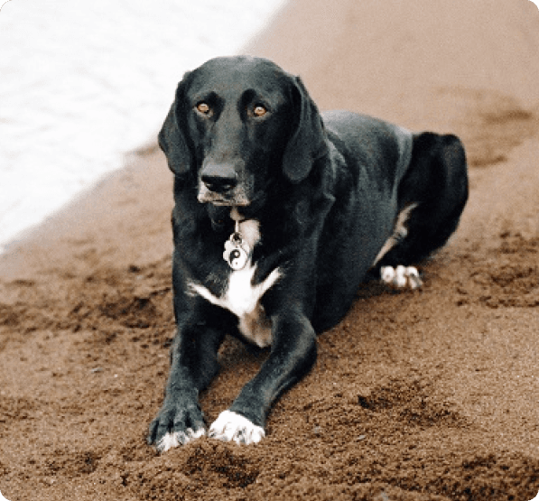 Dogs in Oregon