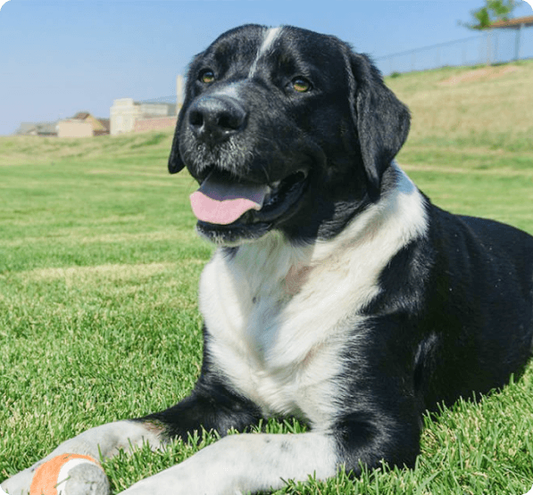 Dogs in Oregon