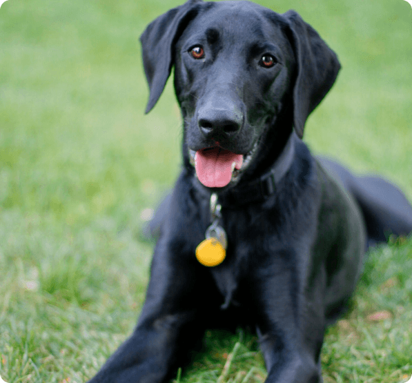Dogs in Idaho