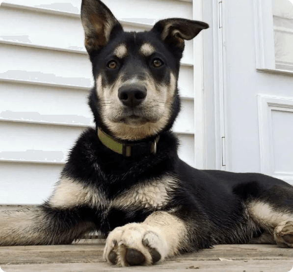 Dogs in Alaska