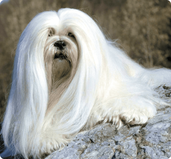 Dogs in Oregon
