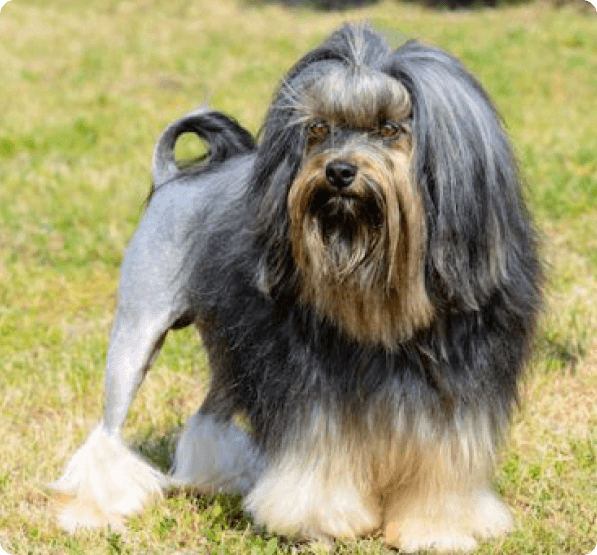Dogs in Oregon