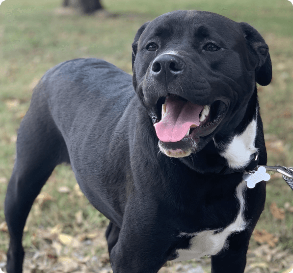 Dogs in Delaware