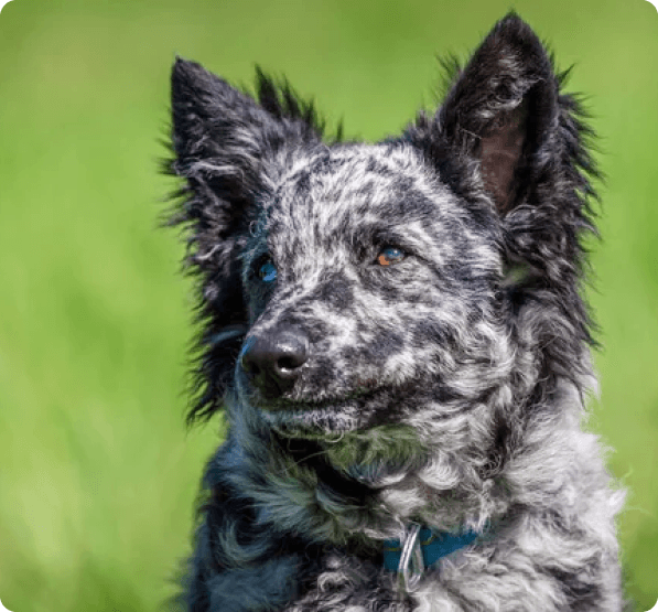 Dogs in Connecticut