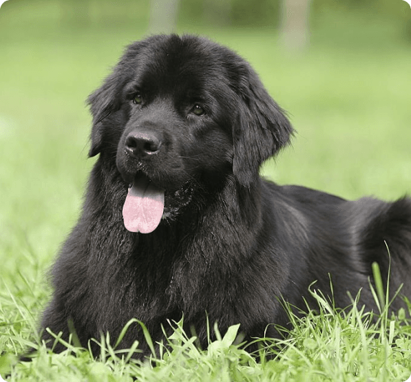Dogs in Pennsylvania