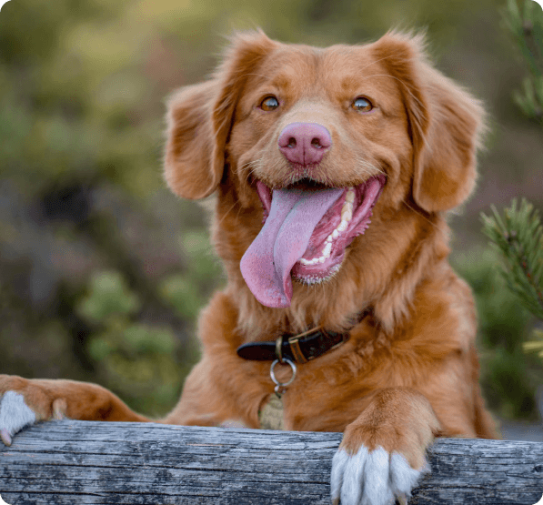 Dogs in Colorado