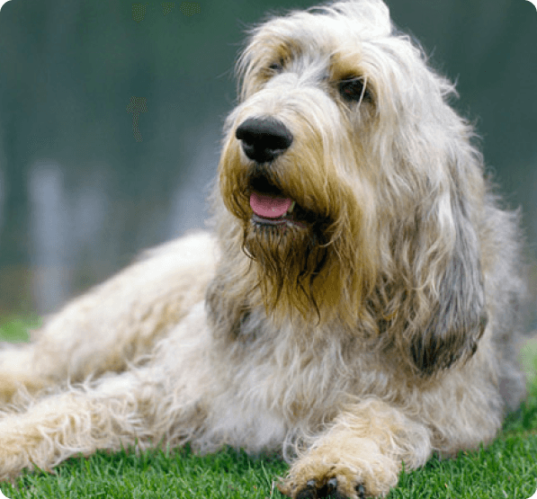 Dogs in Connecticut