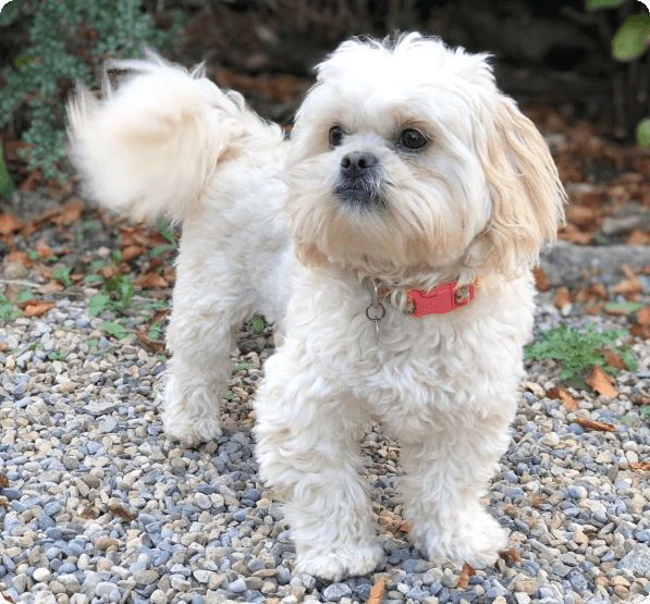 Dogs in Delaware