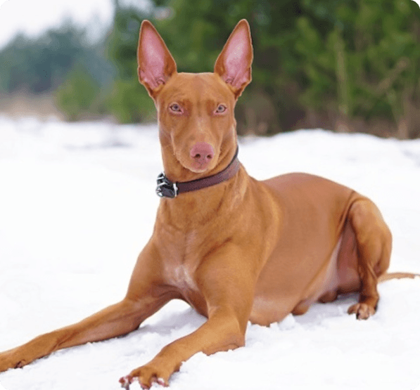 Dogs in Oregon