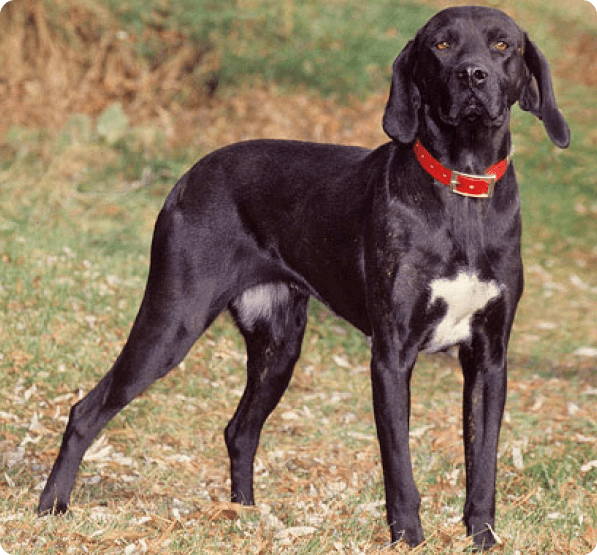 Dogs in Idaho