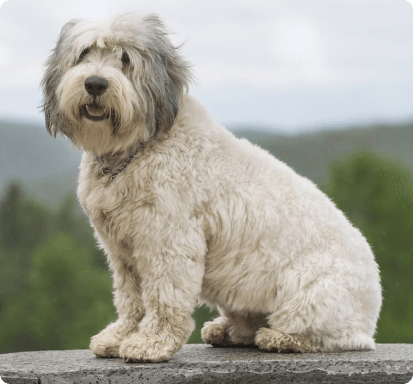 Dogs in Idaho