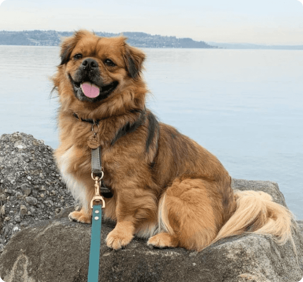 Dogs in Oregon