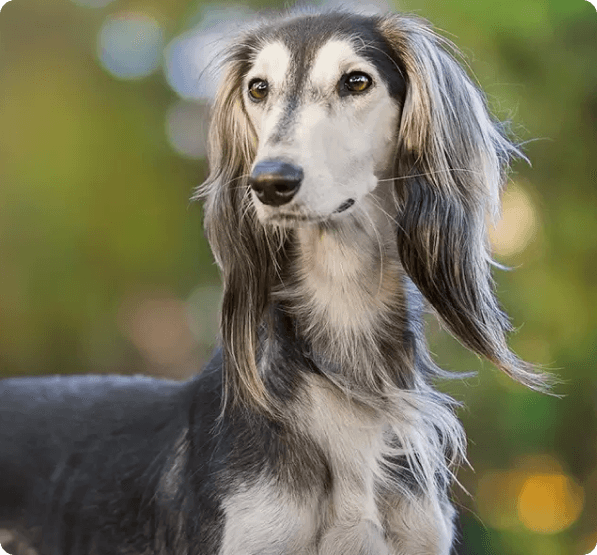 Dogs in Oregon