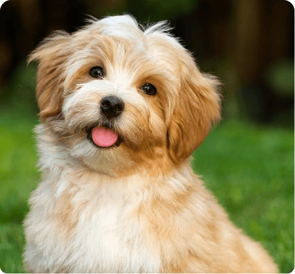Dogs in California