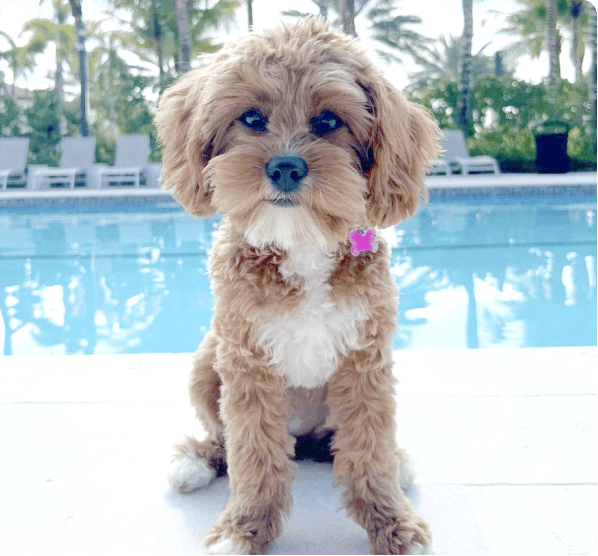 Dogs in Arizona