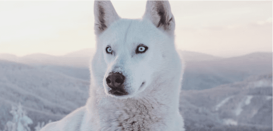 Dogs in Oregon