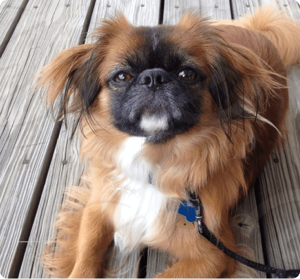 Dogs in Colorado