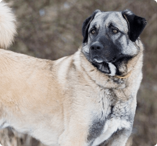Dogs in Prince Edward Island
