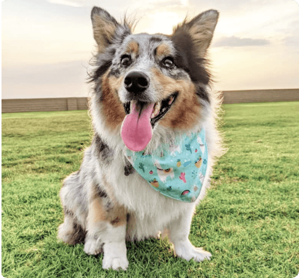 Dogs in Arizona