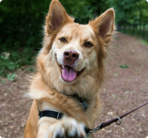 Dogs in Idaho